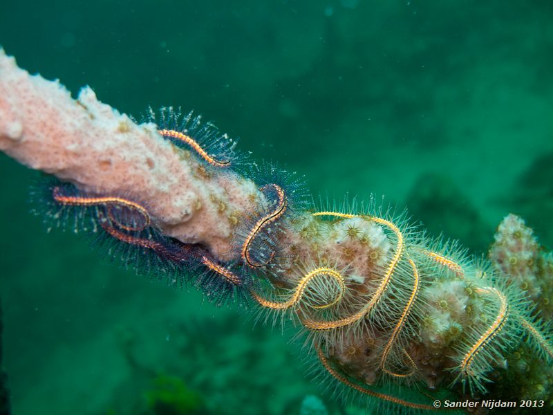 Sponge brittle star (Ophiothrix suensonii The Wreck, Bocas del Toro, Panama