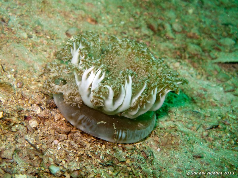 Mangrove upsidedown jelly (Cassiopea xamachana) The Wreck, Bocas del Toro, Panama