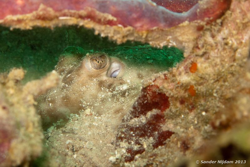 Clearnose skate (Raja eglanteria) The Wreck, Bocas del Toro, Panama