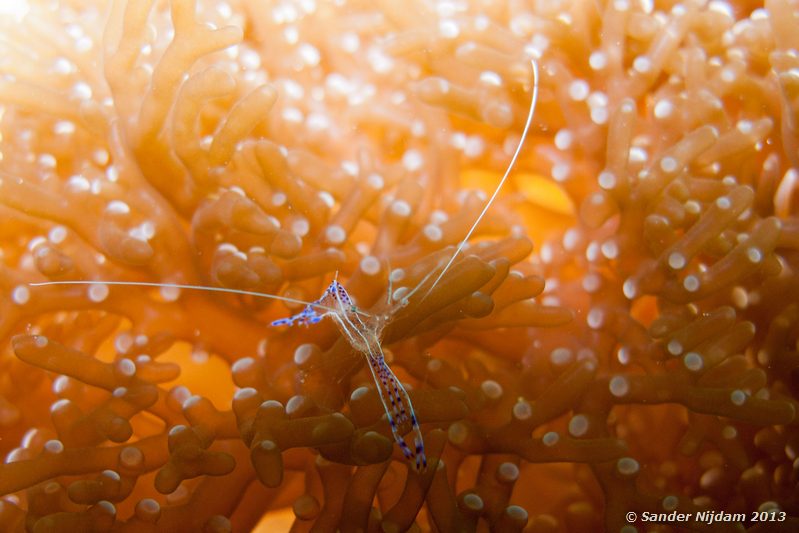 Pederson cleaner shrimp (Periclimenes pedersoni) The Wreck, Bocas del Toro, Panama