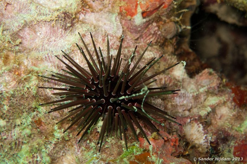 Reef urchin (Echinometra viridis) The Wreck, Bocas del Toro, Panama