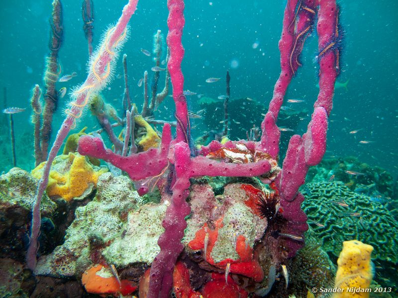 Branching tube sponge (Pseudoceratina crassa) The Wreck, Bocas del Toro, Panama