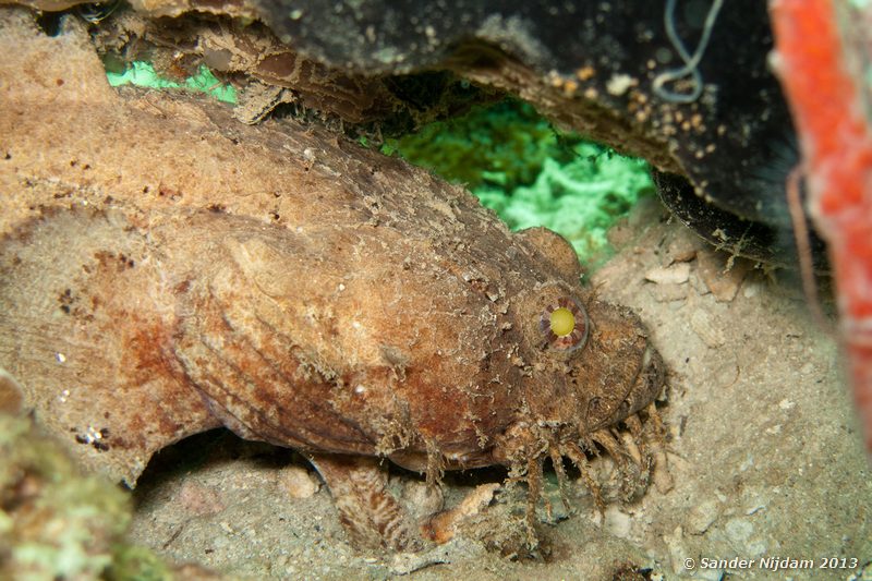 Sapo bacon (Amphichthys cryptocentrus) The Wreck, Bocas del Toro, Panama
