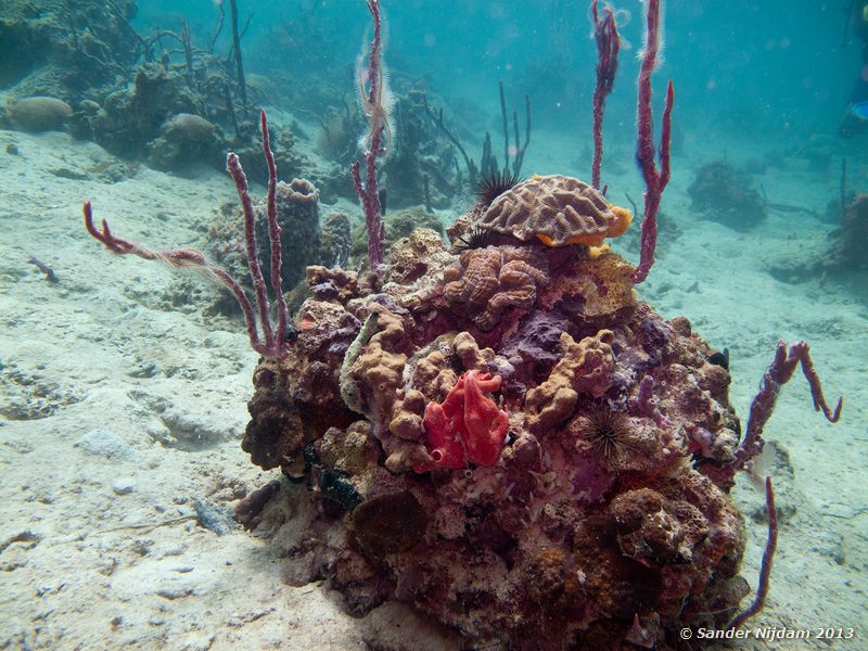 Coral and sponges The Wreck, Bocas del Toro, Panama