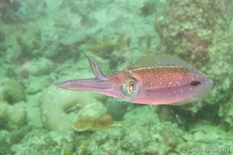 Caribbean reef squid (Sepioteuthis sepioidea) The Wreck, Bocas del Toro, Panama