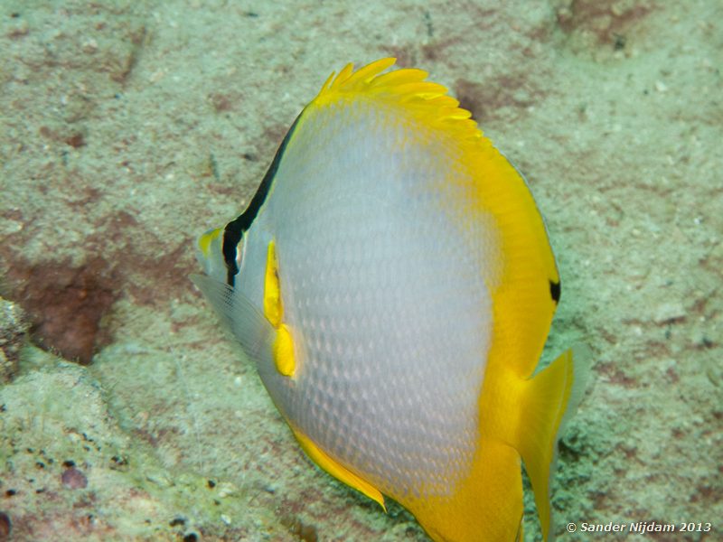 Spotfin butterflyfish (Chaetodon ocellatus) The Wreck, Bocas del Toro, Panama