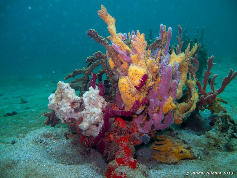 Branching tube sponge (Pseudoceratina crassa) Grandmothers Garden, Bocas del Toro, Panama