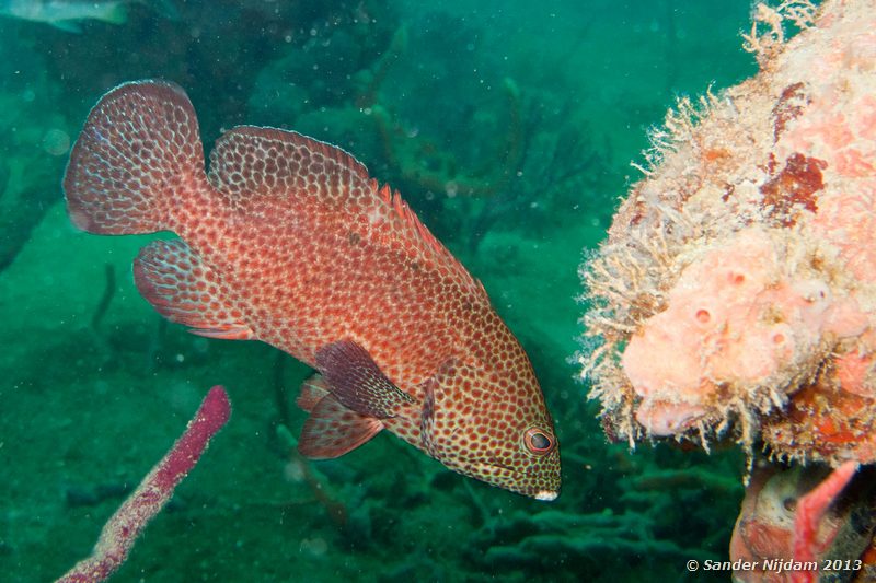 Graysby (Cephalopholis cruentatus) Grandmothers Garden, Bocas del Toro, Panama