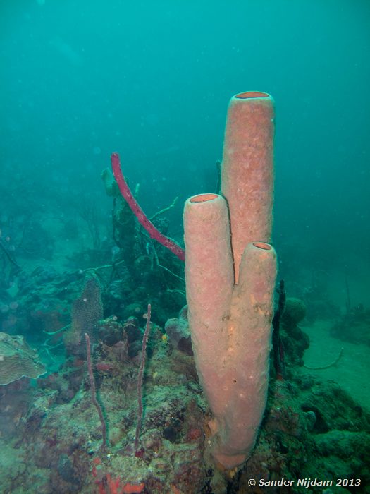 Stove-pipe sponge (Aplysina archeri) Grandmothers Garden, Bocas del Toro, Panama