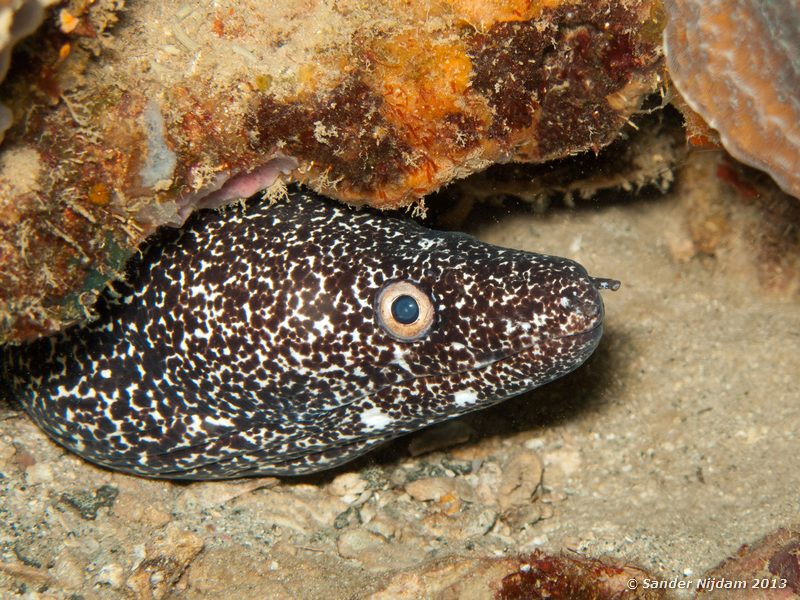 Spotted moray (Gymnothorax moringa) Grandmothers Garden, Bocas del Toro, Panama