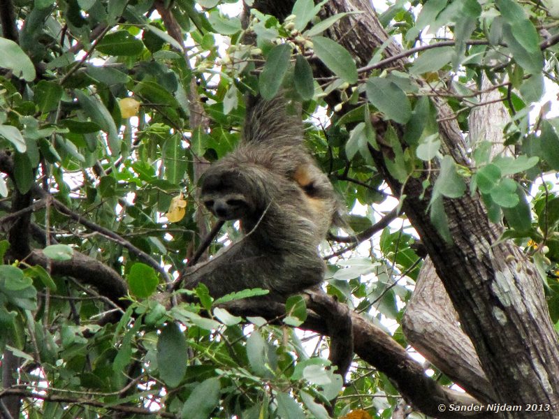Three-Toed Sloth (Bradypus variegatus) Bocas del Toro, Panama