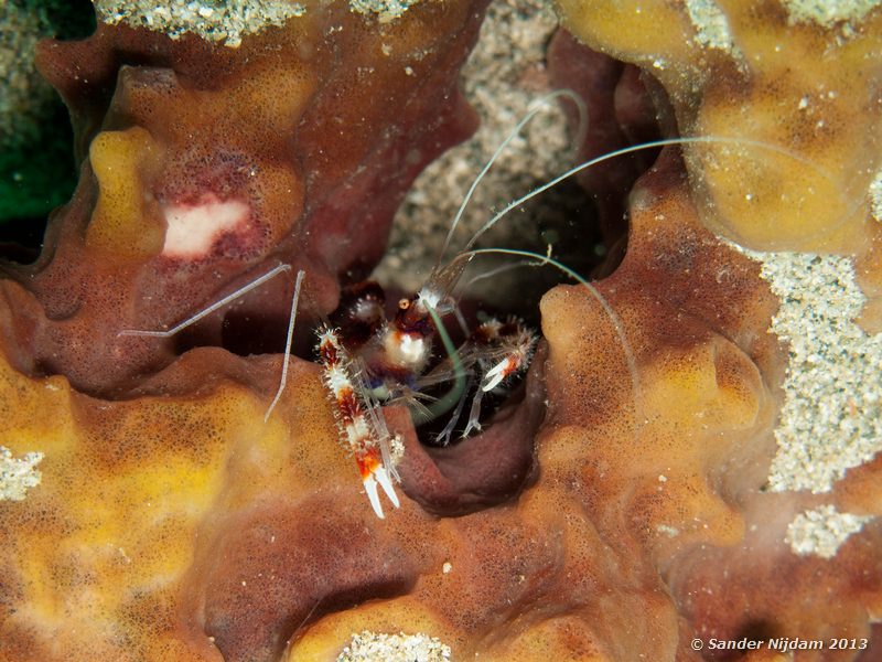 Banded coral shrimp (Stenopus hispidus) Grandmothers Garden, Bocas del Toro, Panama