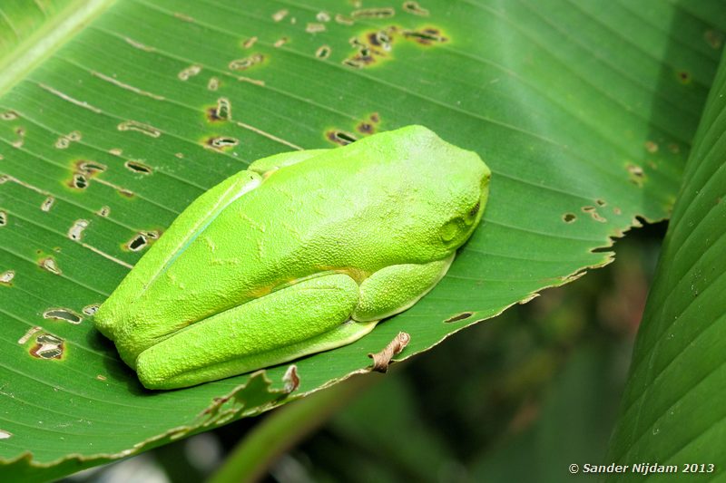 Red-eyed Tree Frog (Agalychnis callidryas) Atlantida Lodge, Cahuita, Costa Rica