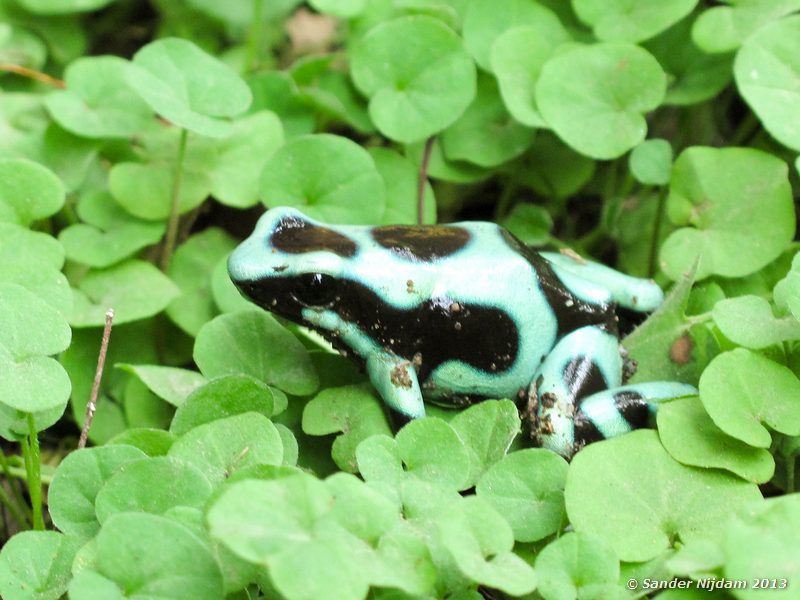Black and Green Dart Frog (Dendrobates auratus) Atlantida Lodge, Cahuita, Costa Rica