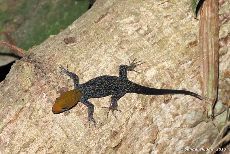 Yellow-headed Gecko (Gonatodes albogularis) Atlantida Lodge, Cahuita, Costa Rica