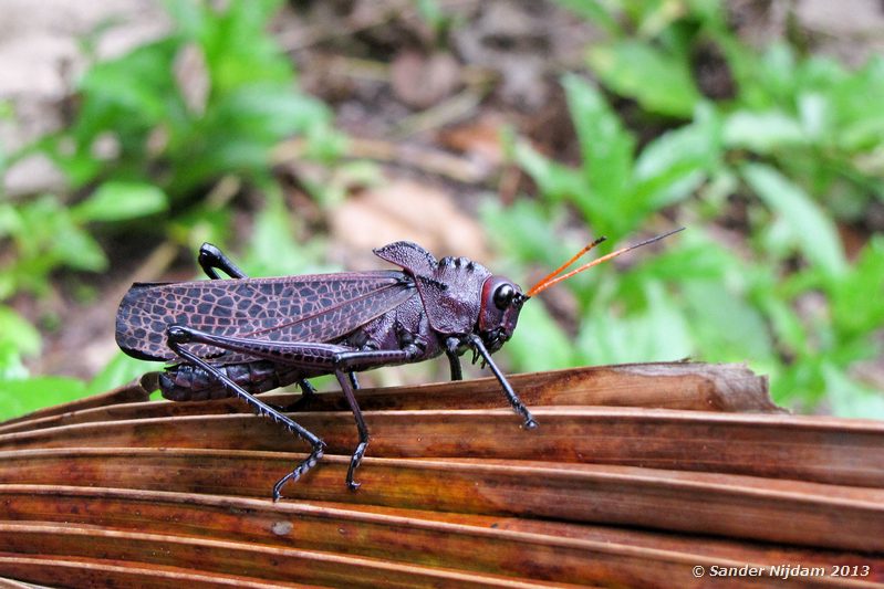 Red-winged Grasshopper (Arphia pseudonietana) Cahuita National Park, Costa Rica