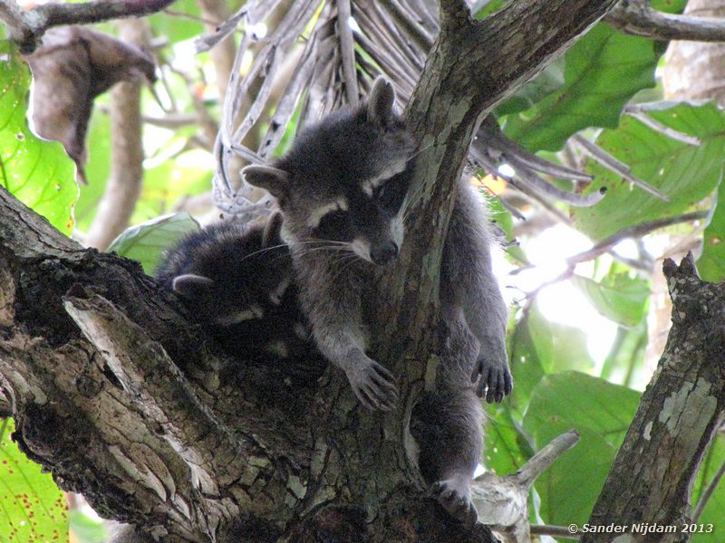 Raccoon (Procyon lotor) Cahuita National Park, Costa Rica