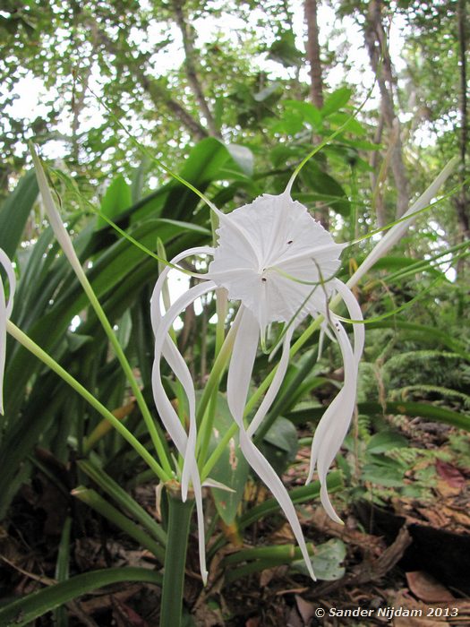 Swamp lily (Crinum erubescens) Cahuita National Park, Costa Rica