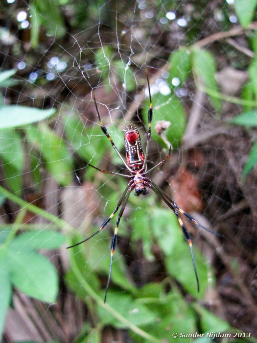 Golden Orb Weaver (Nephila clavipes)  Cahuita National Park, Costa Rica