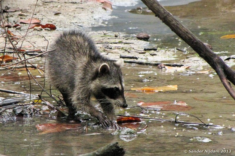 Raccoon (Procyon lotor) Cahuita National Park, Costa Rica