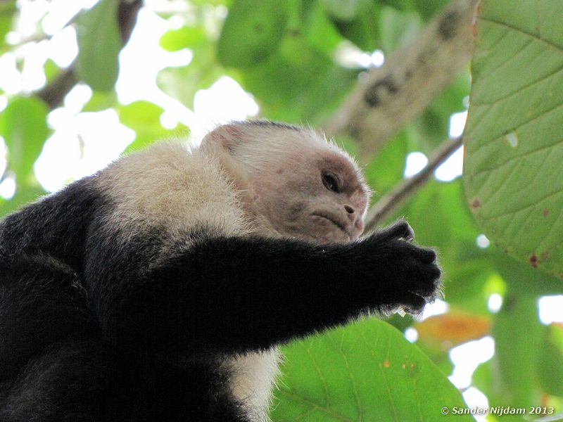 White-Faced or Capuchin Monkey (Cebus capucinus) Cahuita National Park, Costa Rica