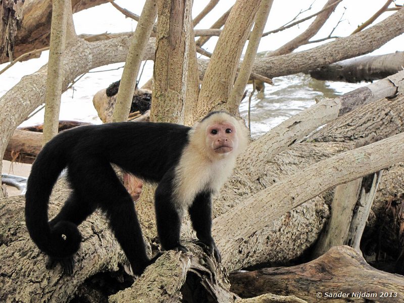 White-Faced or Capuchin Monkey (Cebus capucinus) Cahuita National Park, Costa Rica