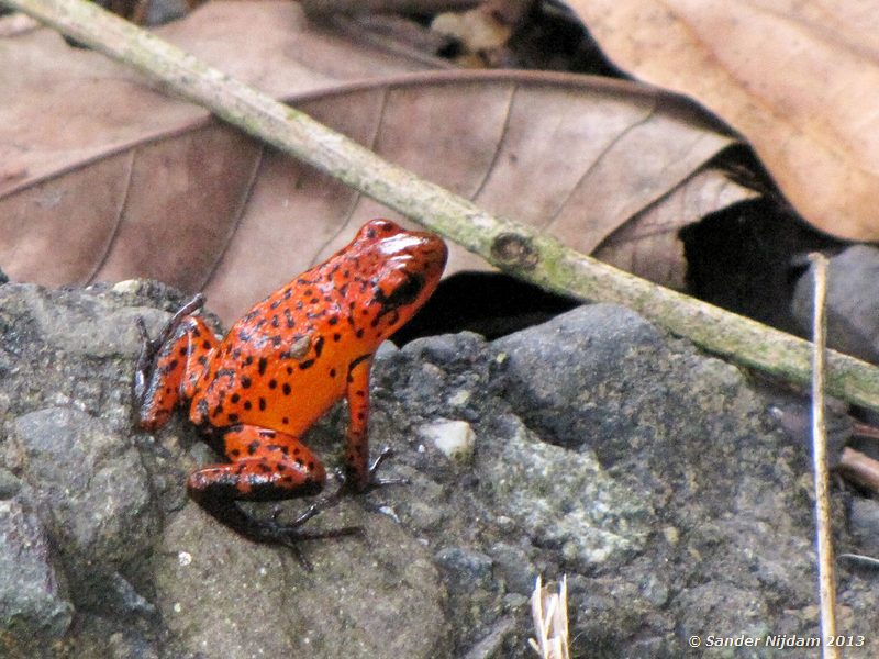 Strawberry poison-dart frog (Oophaga pumilio Siquirres (onderweg), Costa Rica