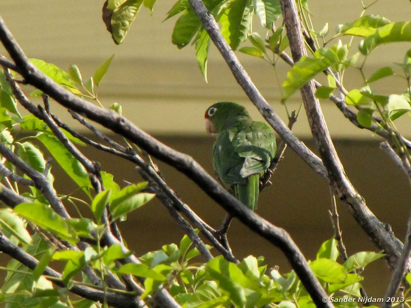 Red-lored Parrot (Amazona autumnalis) San Jose, Costa Rica
