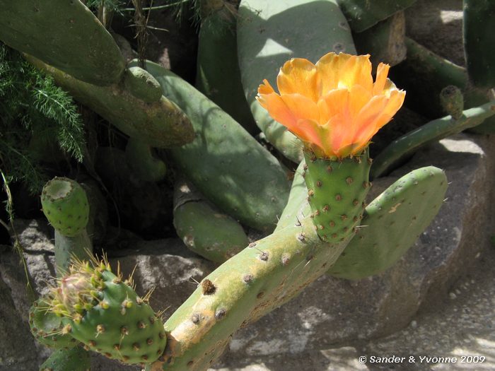Bloeiende cactus bij evenaar monument