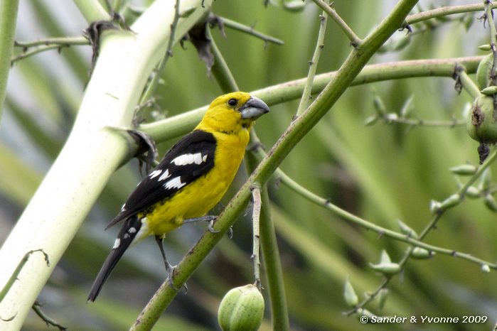 Pheucticus chrysogaster, bij evenaar-park.