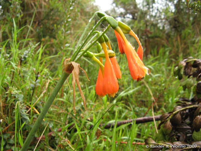 Bloem
