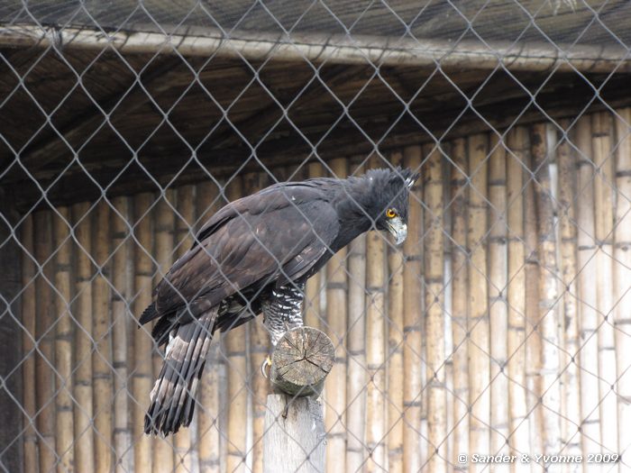 Spizaetus tyrannus in Parque Condor, Otavalo