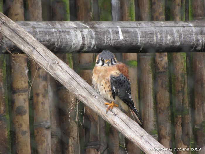 Falco sparverius in Parque Condor, Otavalo