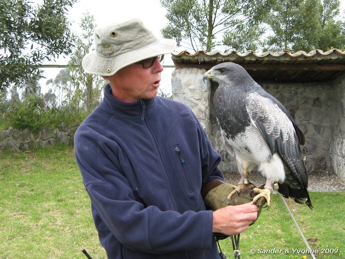 Leucopternis princeps in Parque Condor, Otavalo