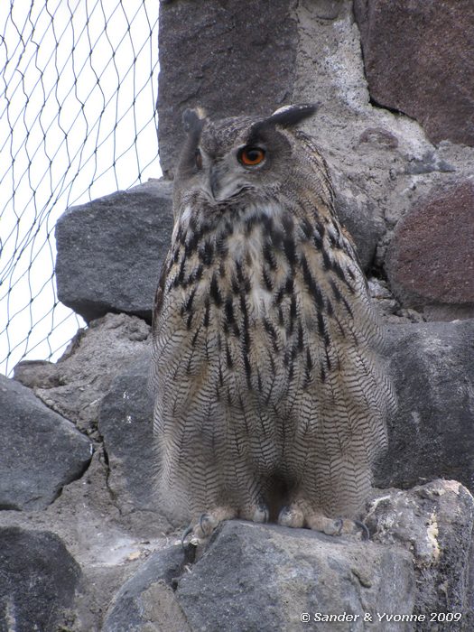 Bubo virginianus in Parque Condor, Otavalo