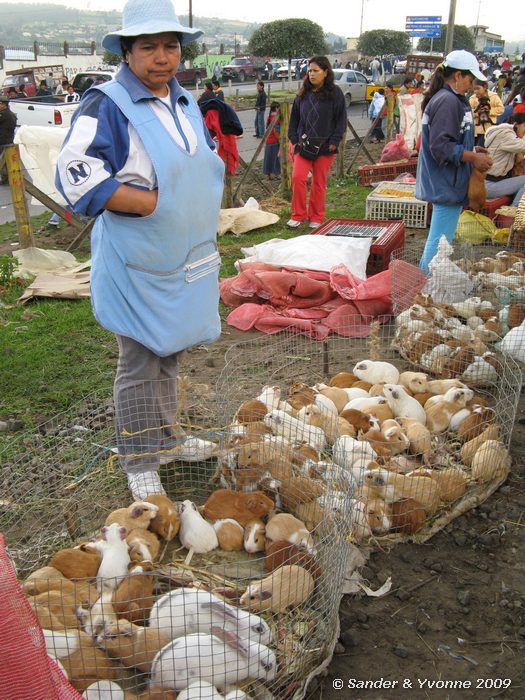 Op de dierenmarkt in Otavalo