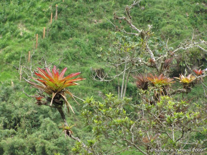 Bromelia in de boom