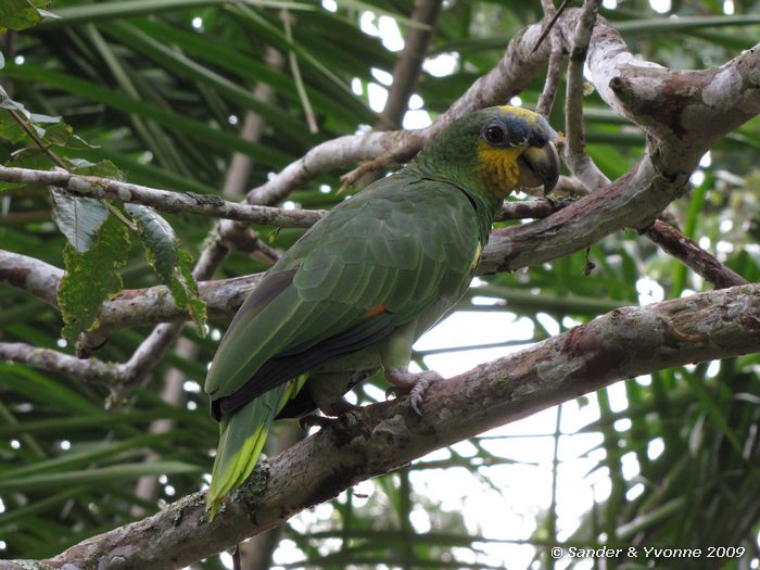 Amazona amazonica, huisdier bij Establo de Tomas