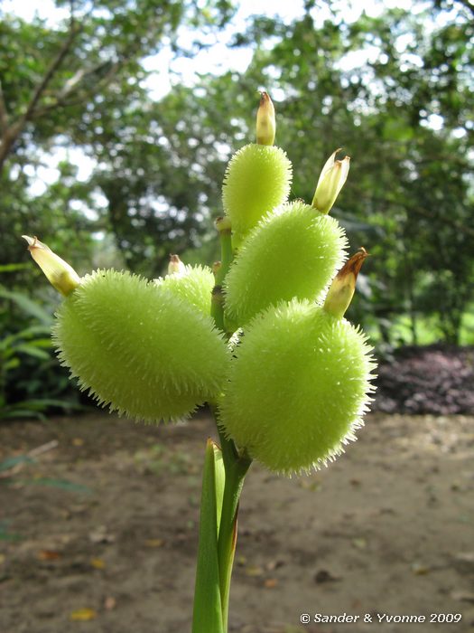 Bij Establo de Tomas