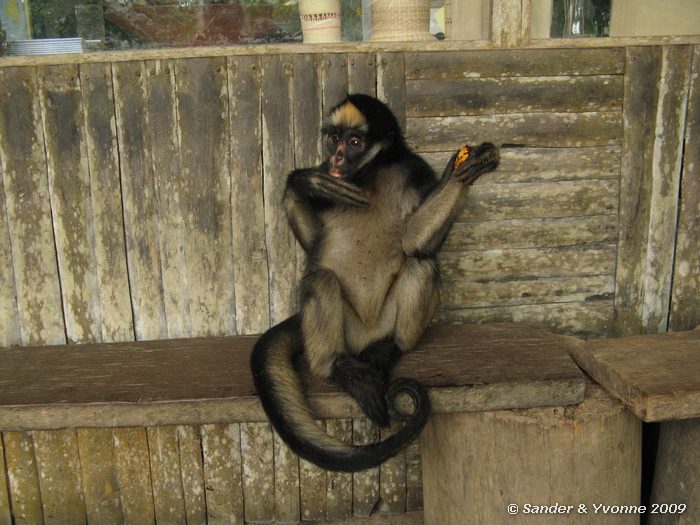 Ateles belzebuth in opvangcentrum AmaZoonica