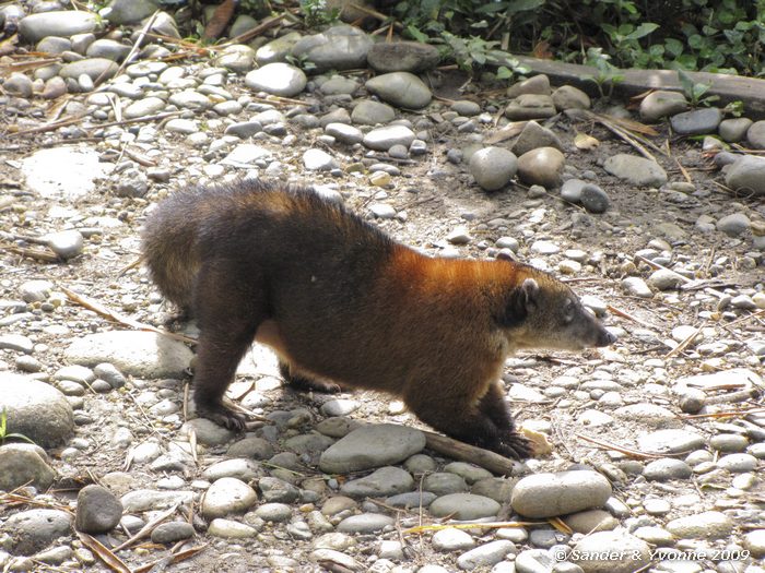 Nasua nasua in opvangcentrum AmaZoonica