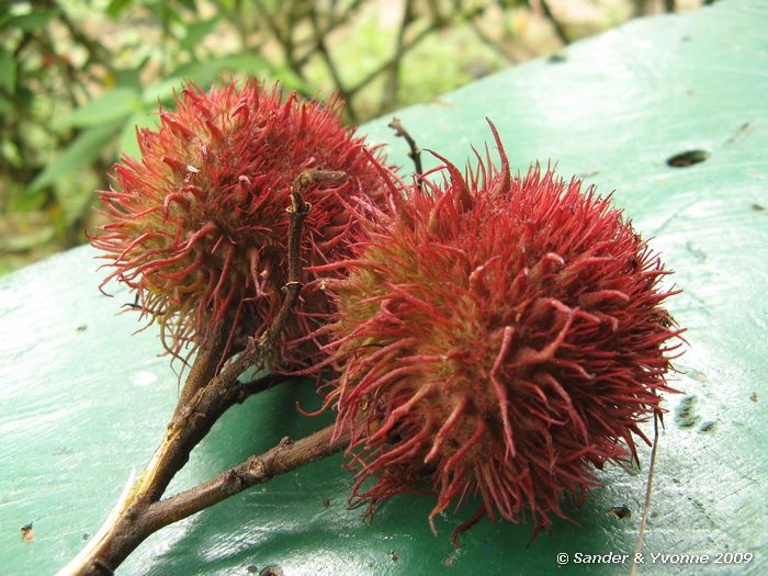 De vruchten waaruit de rode kleurstof komt