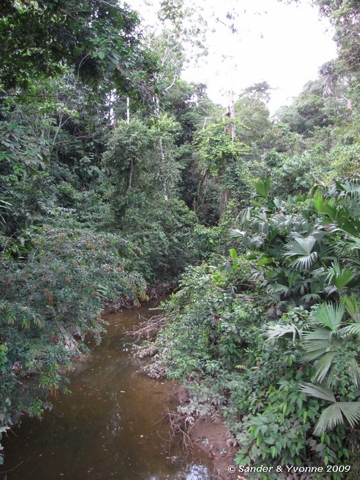 In de jungle