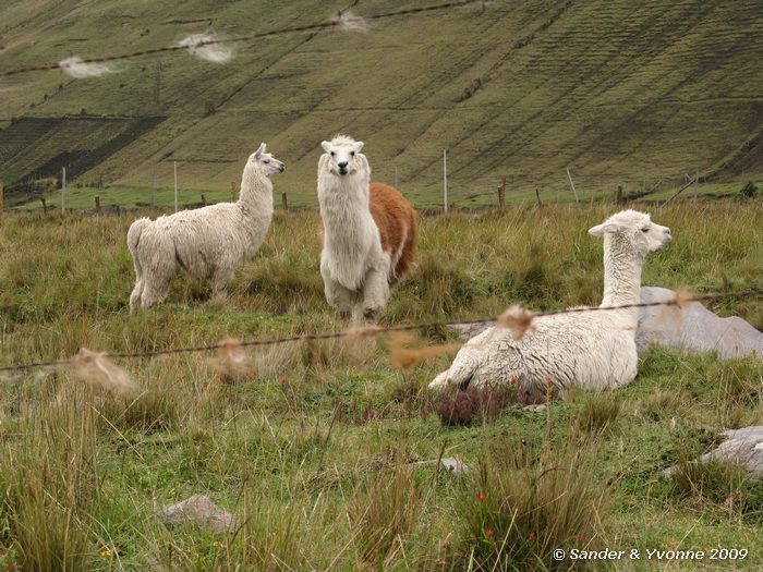 Lama glama, op de flanken van de Chimborazo vulkaan