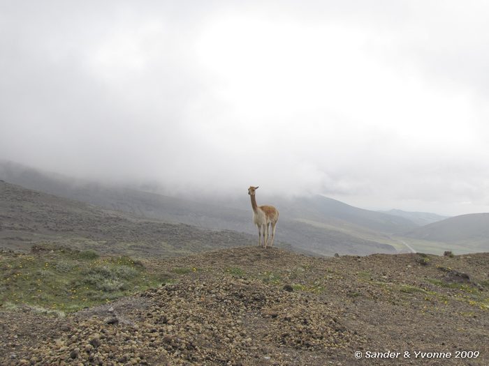 Vicugna vicugna, een wild familielid van de Alpaca, op de flanken van de Chimborazo vulkaan