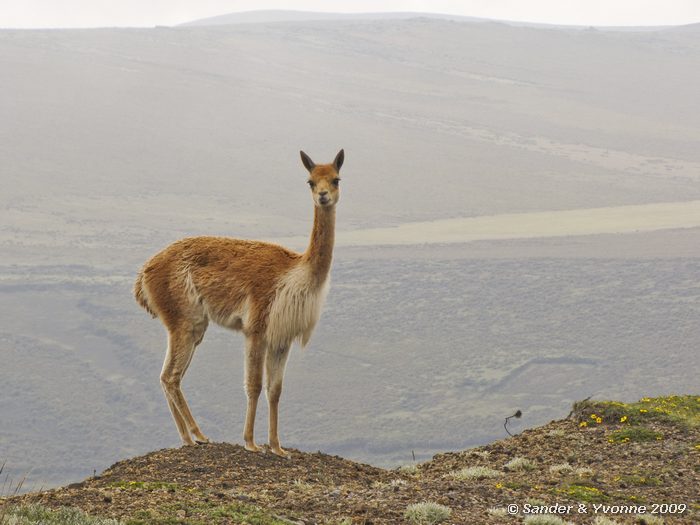 Vicugna vicugna, op de flanken van de Chimborazo vulkaan