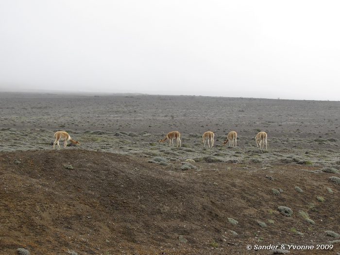 Vicugna vicugna, op de flanken van de Chimborazo vulkaan