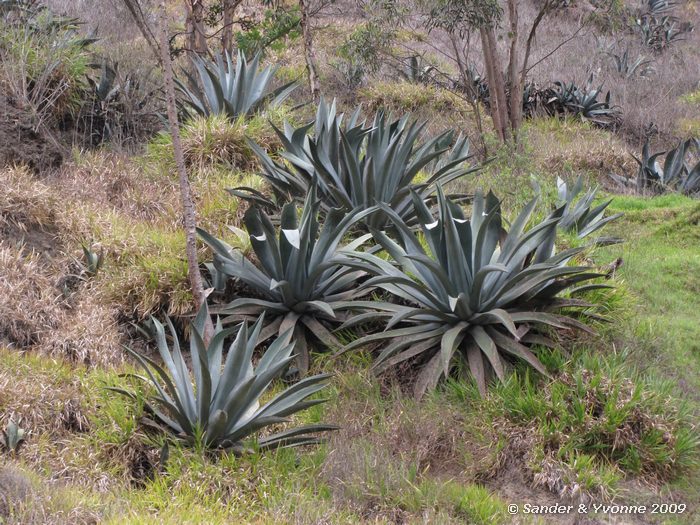 Vanaf de trein naar de Duivelsneus