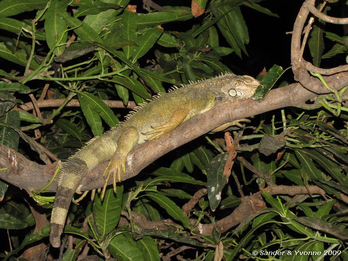 Iguana iguana, in park Simon Bolivar in Guayaquil