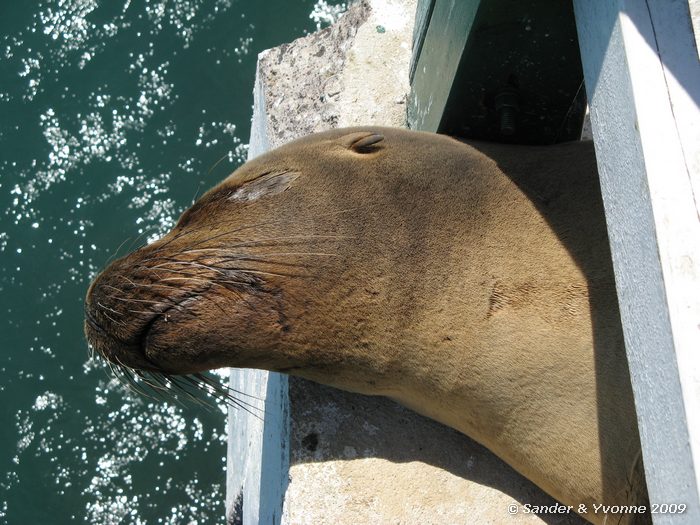 De eerste zeeleeuw, zalophus wollebaeki